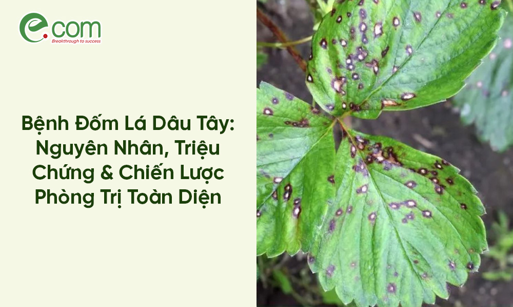 Bệnh Đốm Lá Dâu Tây