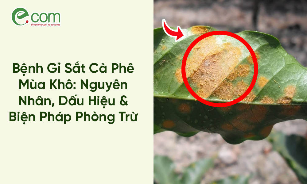 Bệnh Gỉ Sắt Cà Phê Mùa Khô