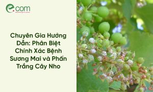 Bệnh Sương Mai và Phấn Trắng Cây Nho