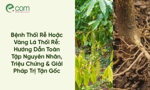 Bệnh Thối Rễ