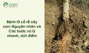 Bệnh lở cổ rễ cây con