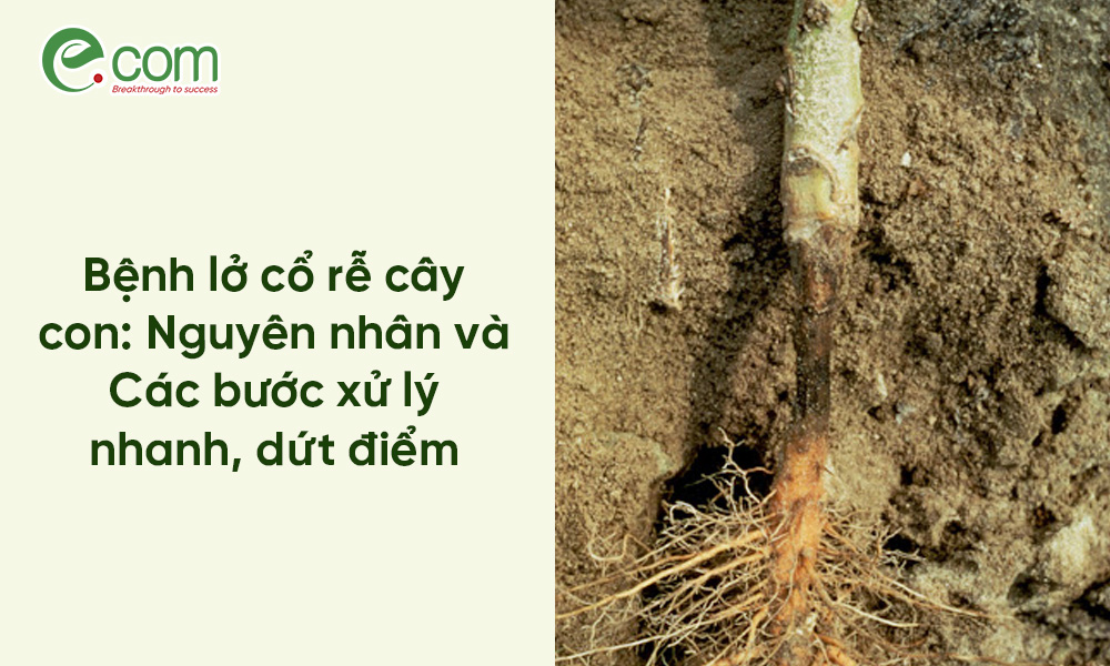 Bệnh lở cổ rễ cây con