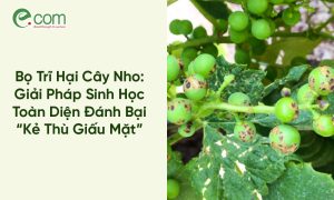 Bọ Trĩ Hại Cây Nho