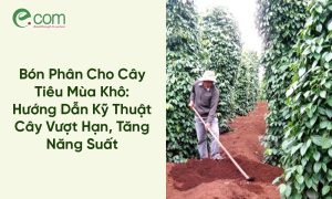Bón Phân Cho Cây Tiêu Mùa Khô