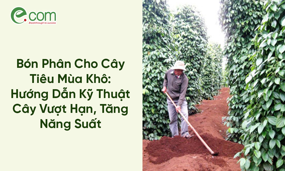 Bón Phân Cho Cây Tiêu Mùa Khô