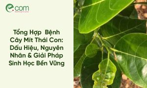 Các Bệnh Cây Mít Thái