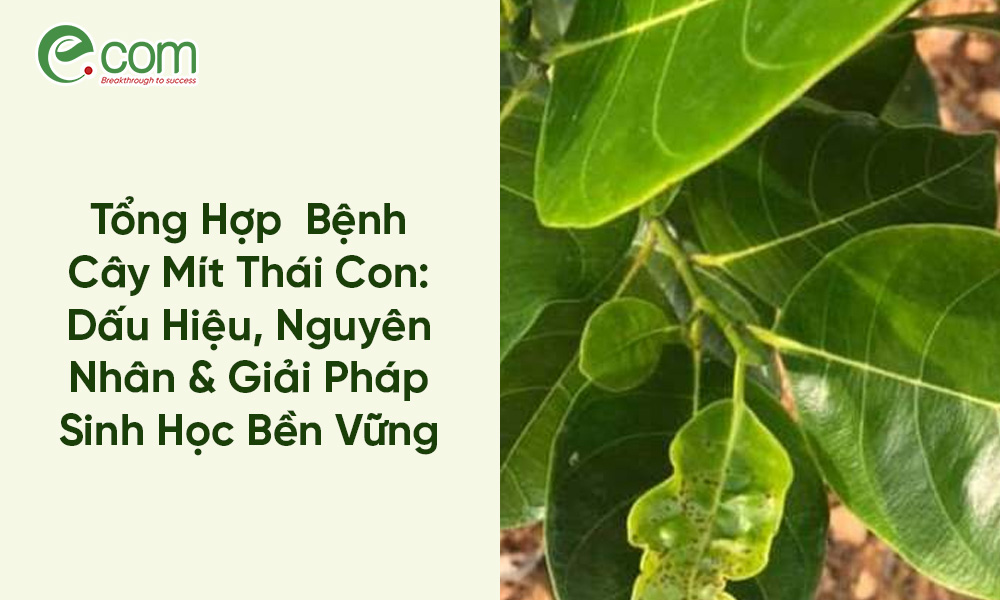 Các Bệnh Cây Mít Thái