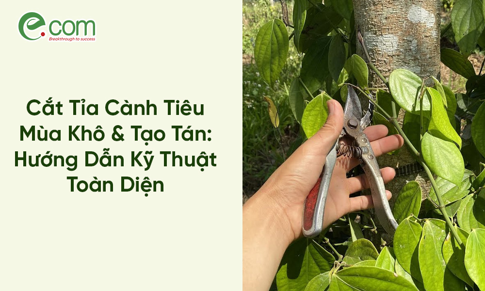 Cắt Tỉa Cành Tiêu Mùa Khô