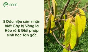 Cây bị Vàng lá Héo rũ