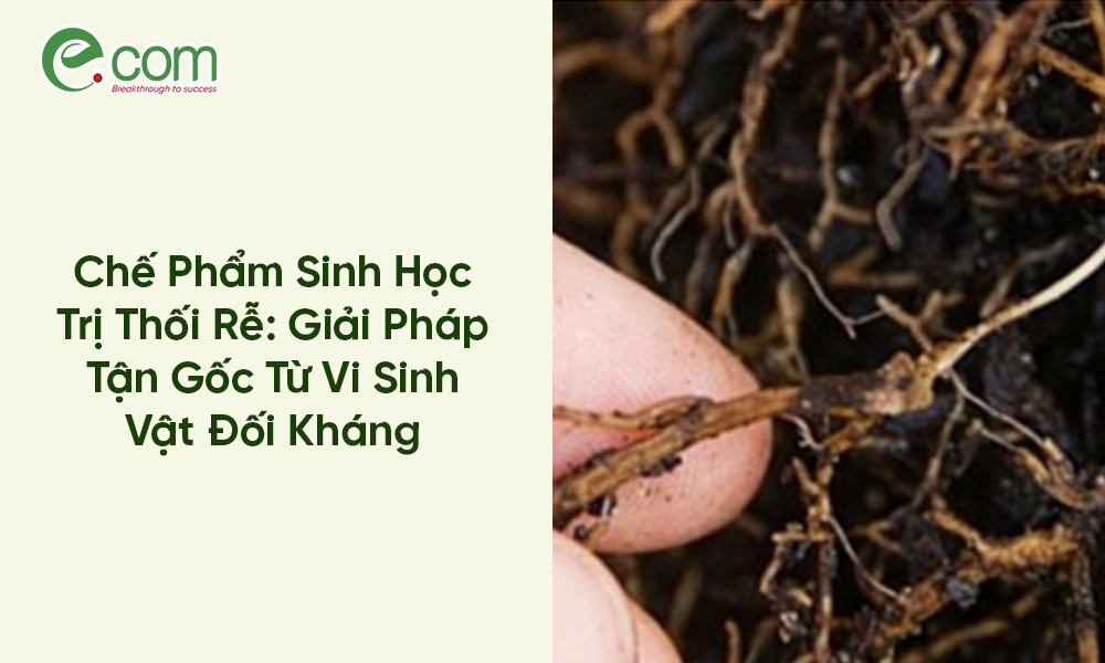 Chế Phẩm Sinh Học Trị Thối Rễ