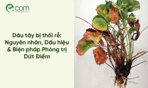 Dâu tây bị thối rễ