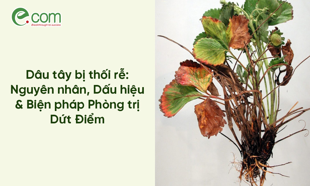 Dâu tây bị thối rễ