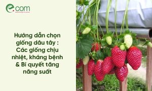 Hướng dẫn chọn giống dâu tây