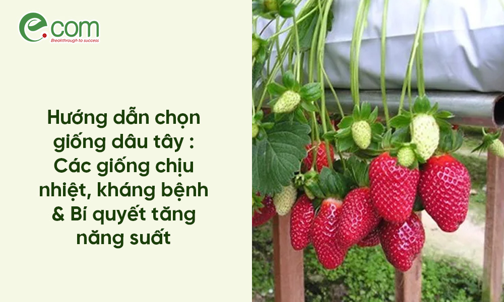 Hướng dẫn chọn giống dâu tây