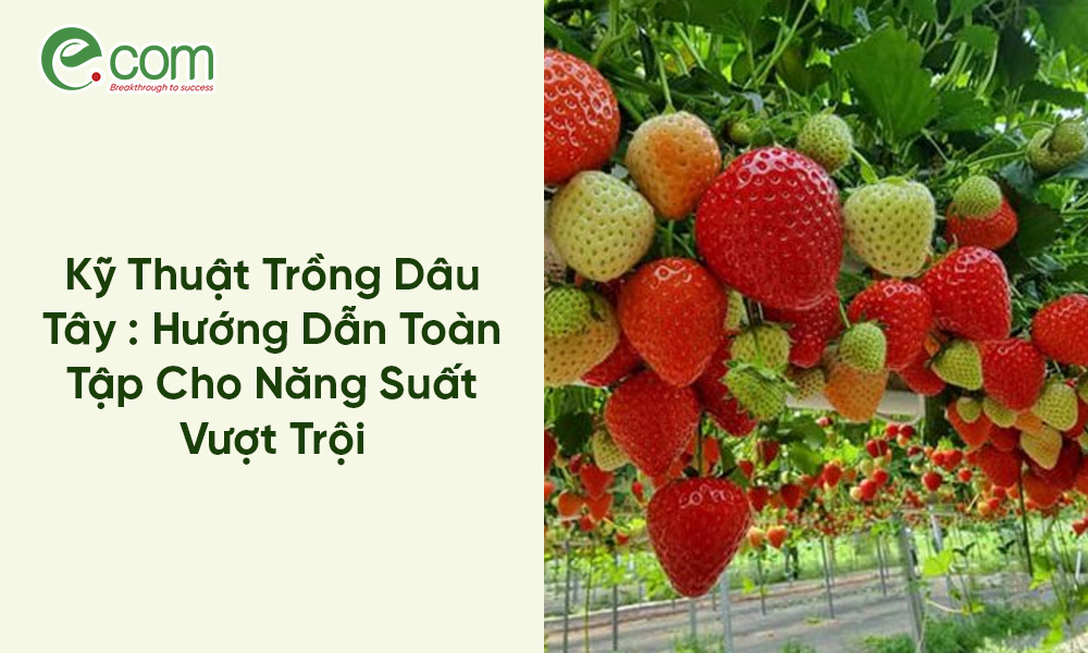 Kỹ Thuật Trồng Dâu Tây