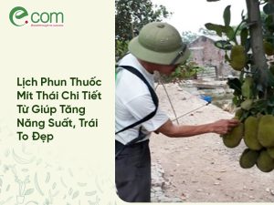 Lịch Phun Thuốc Mít Thái