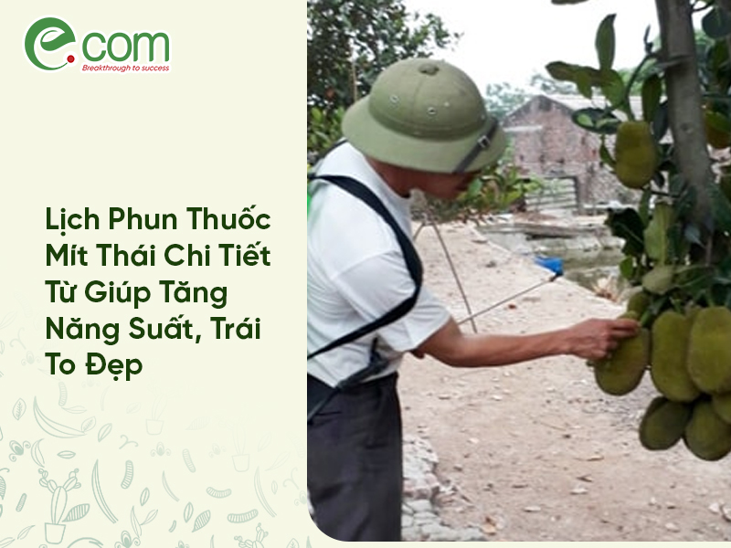 Lịch Phun Thuốc Mít Thái