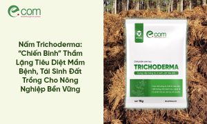 Nấm Trichoderma