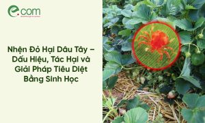 Nhện Đỏ Hại Dâu Tây