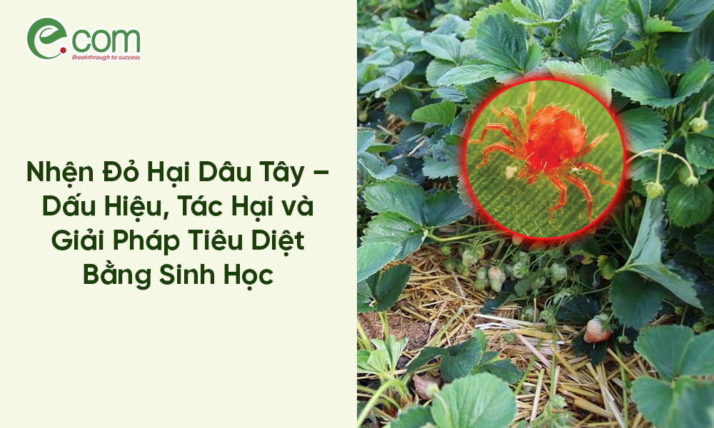 Nhện Đỏ Hại Dâu Tây