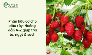 Phân hữu cơ cho dâu tây