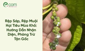 Rệp Muội Hại Tiêu Mùa Khô