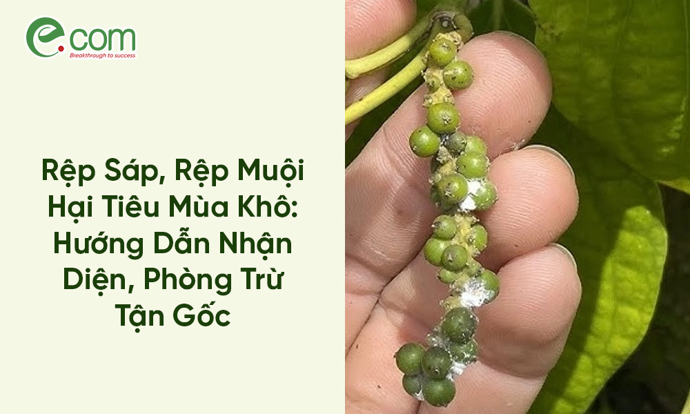 Rệp Muội Hại Tiêu Mùa Khô