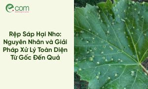 Rệp Sáp Hại Nho