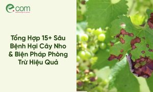Sâu Bệnh Hại Cây Nho