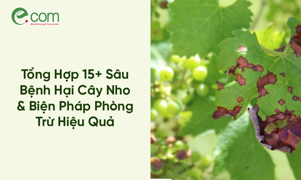 Sâu Bệnh Hại Cây Nho