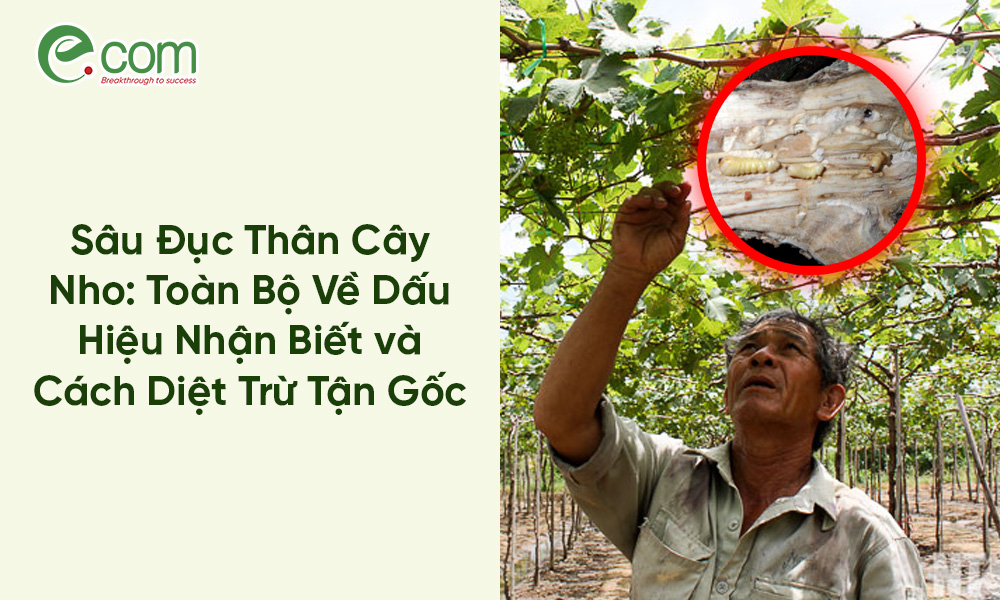 Sâu Đục Thân Cây Nho