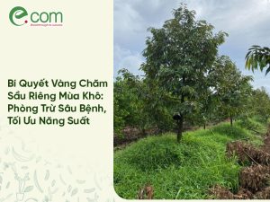 Sầu Riêng Mùa Khô