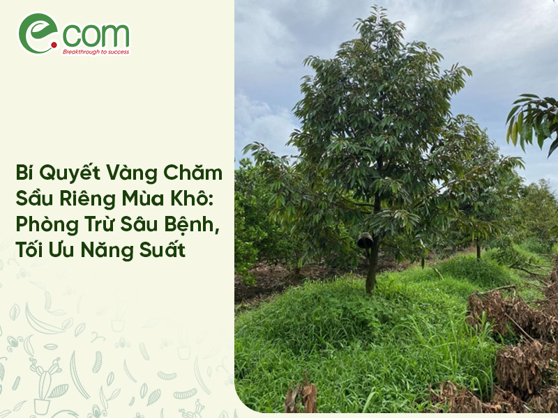Sầu Riêng Mùa Khô