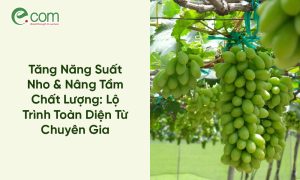 Tăng Năng Suất Nho