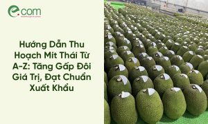 Thu Hoạch Mít Thái