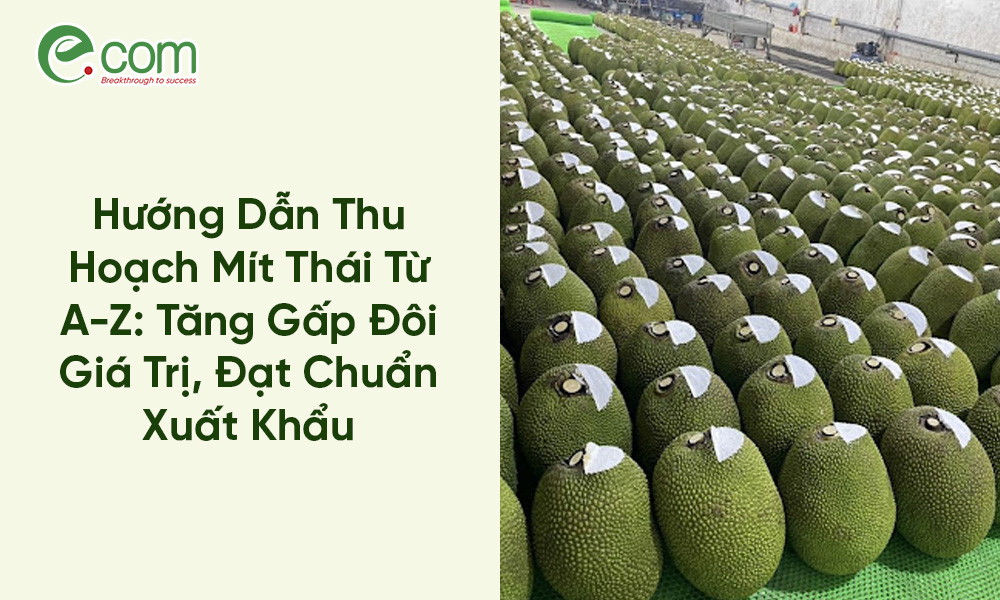Thu Hoạch Mít Thái