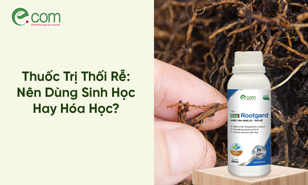 Thuốc Trị Thối Rễ