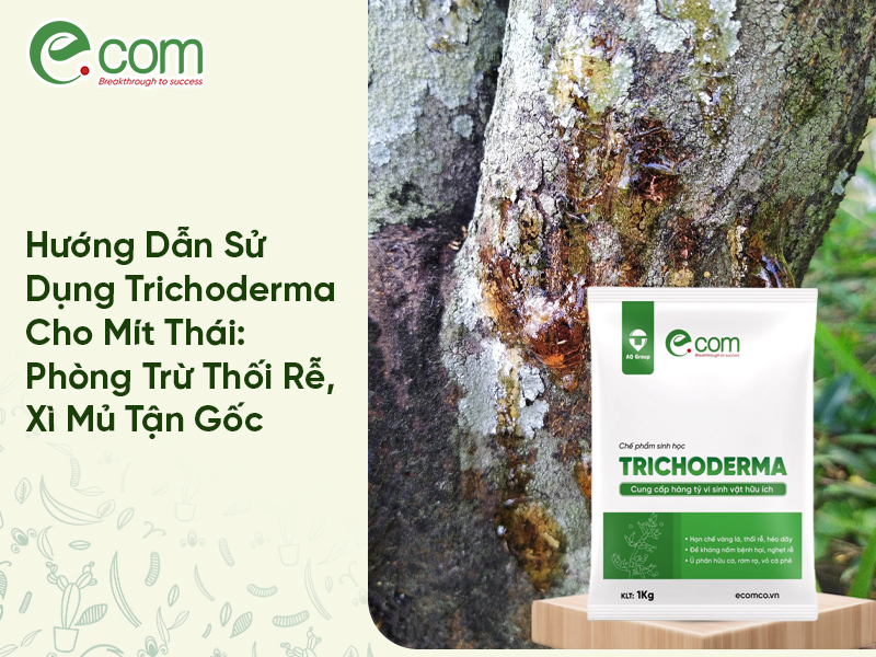 Trichoderma Cho Mít Thái