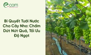 Tưới Nước Cho Cây Nho