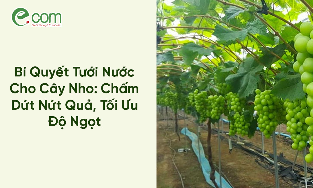 Tưới Nước Cho Cây Nho