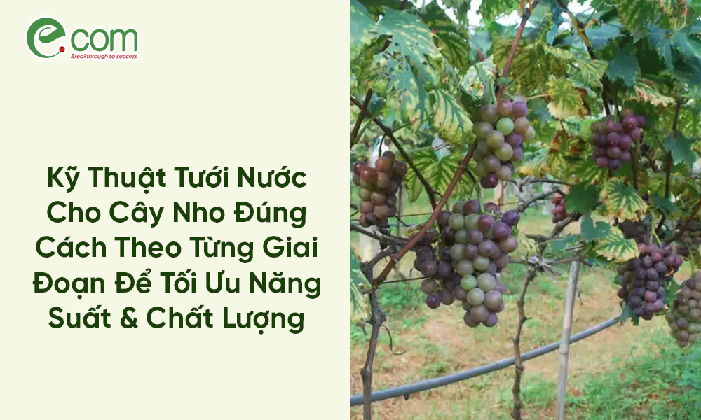Tưới Nước Cho Cây Nho