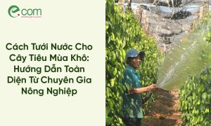 Tưới Nước Cho Cây Tiêu
