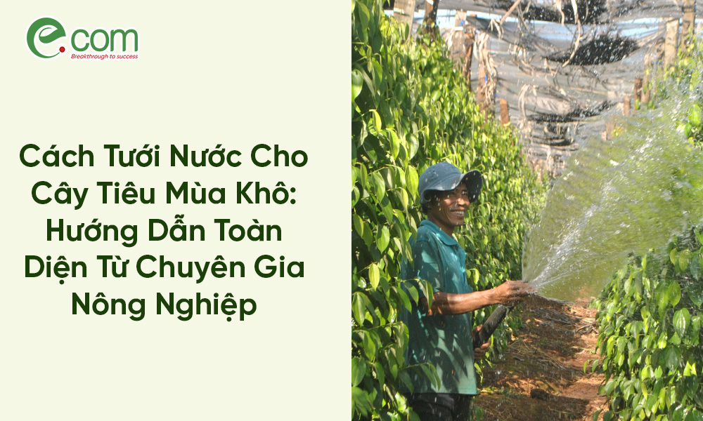 Tưới Nước Cho Cây Tiêu