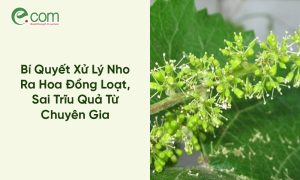 Xử Lý Nho Ra Hoa