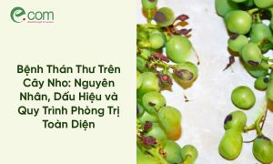Bệnh Thán Thư Trên Cây Nho
