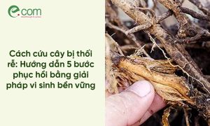 cứu cây bị thối rễ