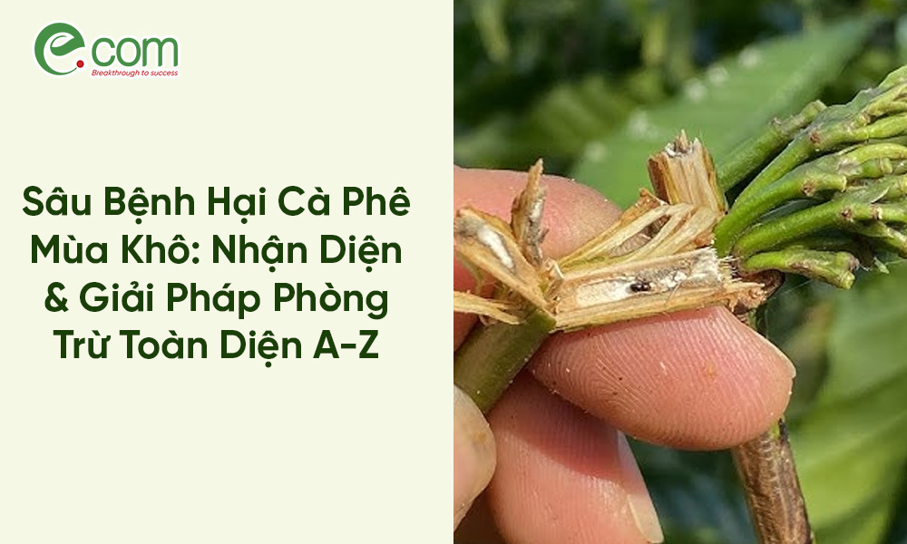 sâu bệnh hại cà phê mùa khô