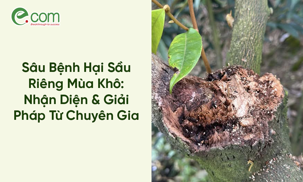 sâu bệnh hại sầu riêng mùa khô