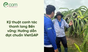 canh tác thanh long