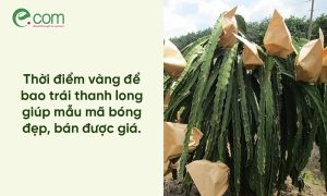 Bao Trái Thanh Long